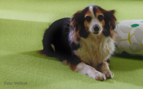Hund fühlt sich wohl auf grünem Teppichboden von tretford
