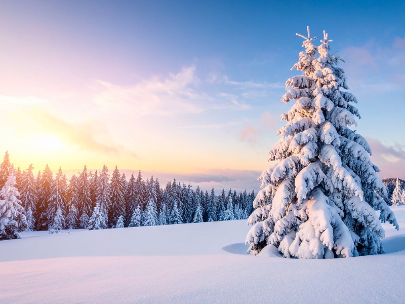 Verschneite Winterlandschaft mit großer Fichte im Vordergrund
